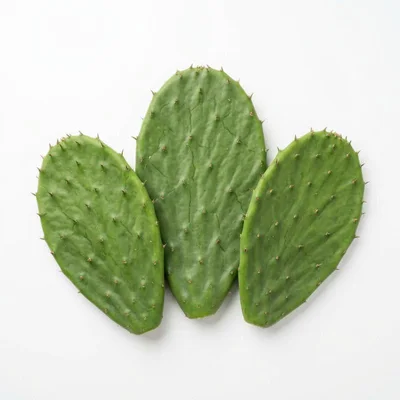 Ingrediente: Nopal (Opuntia)
