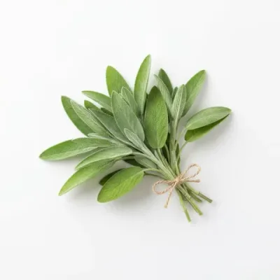 Ingrediente: Estratto di foglie di salvia (Salvia officinalis)